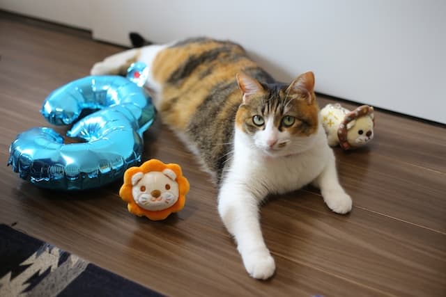 CaliCodeの由来になった三毛猫の凜ちゃん